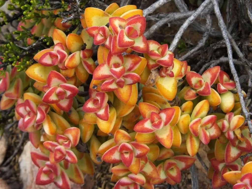 Crassula rupestris (Rosario Vine)