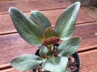 Crassula streyi (Pondo Acantilado Crassula)