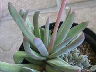 Crassula subcaulis