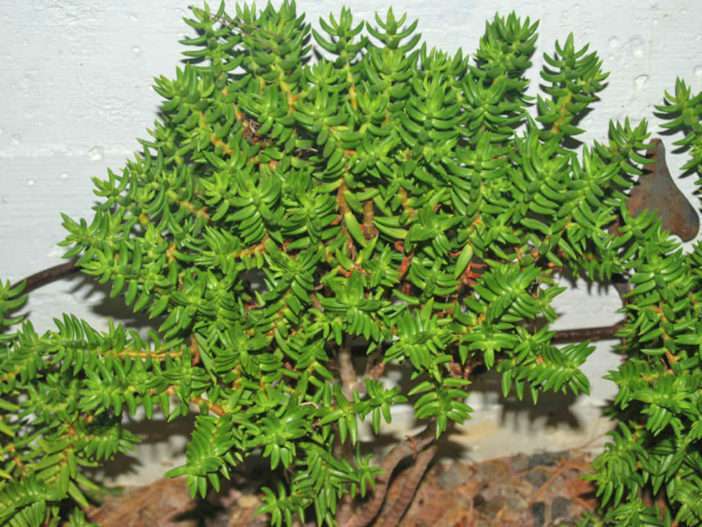 Crassula tetragona (Pino en miniatura)