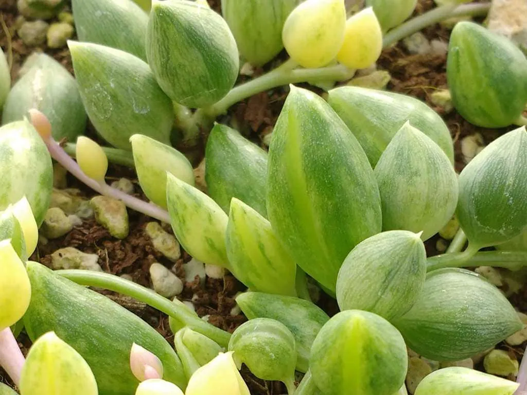 Curio herreanus f.  variegatus alias Senecio herreanus f.  variegatus o Senecio herreianus f.  variegado
