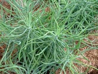 Curio talinoides 'Serpientes', también conocido como Senecio talinoides 'Serpientes' o Senecio vitalis 'Serpientes'
