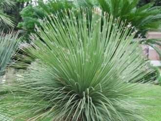 Dasylirion acrotrichum - Gran cuchara del desierto