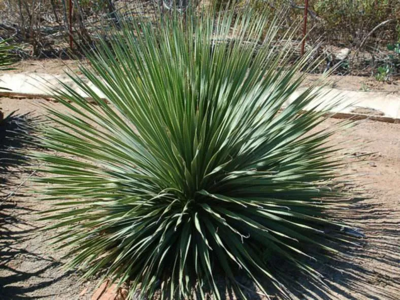 Dasylirion wheeleri - Cuchara del desierto