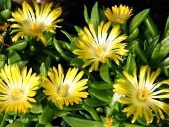 Delosperma basuticum - Planta de hielo de ojos blancos