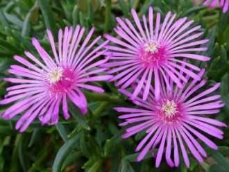 Delosperma cooperi (Planta de Hielo Púrpura)
