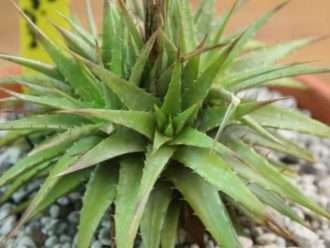 Deuterocohnia scapigera