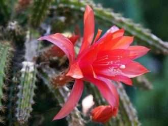 Disocactus × mallisonii (cactus cola de rata)
