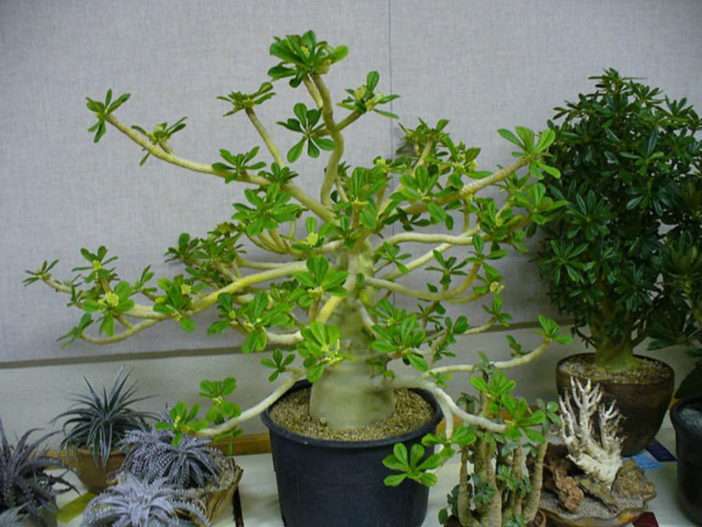 Dorstenia gigas (higuera de Socotra)