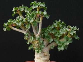 Dorstenia gipsófila