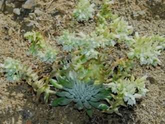 Dudleya albiflora - Vive para siempre