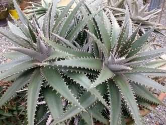 Dyckia platyphylla (Dyckia de hoja ancha)