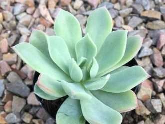 Echeveria 'Haageana' - Diosa Verde