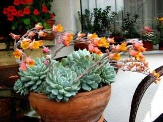 Echeveria 'Nobaranosei' alias Echeveria 'Alienor'