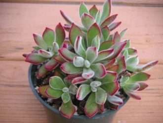 Echeveria 'Pulv-Oliver' (Echeveria roja)