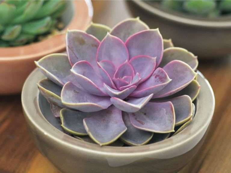 Echeveria 'Perla Púrpura'