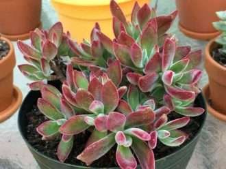 Echeveria harmsii 'Zapatillas de rubí'