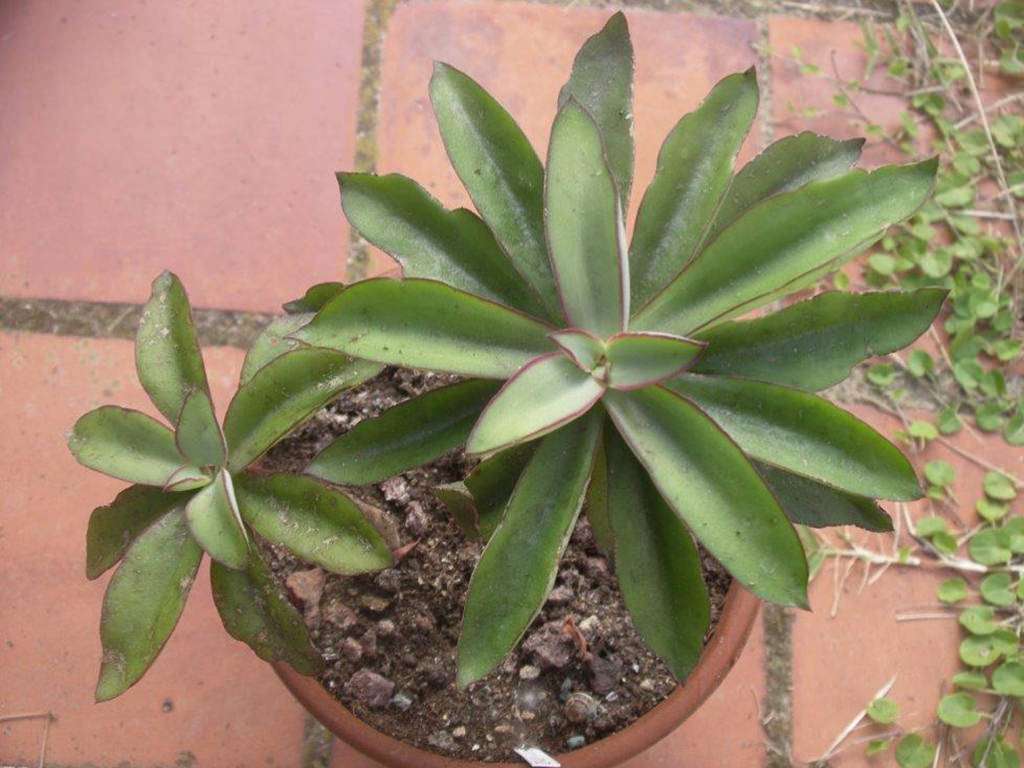 Echeveria penduliflora