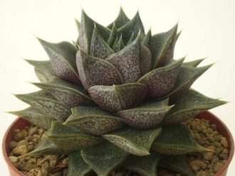 Echeveria purpusorum