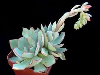 Echeveria strictiflora (Salvador del desierto)