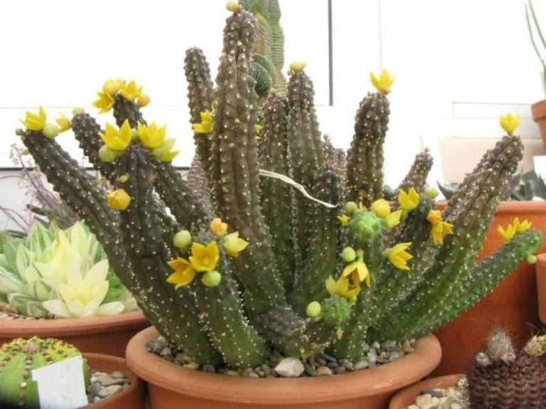 Equidnopsis cereiformis