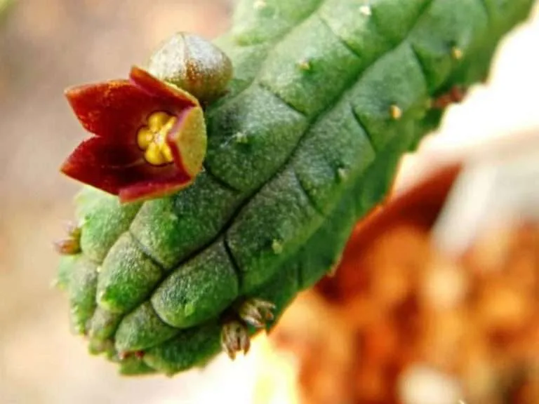 Echidnopsis cereiformis var.  brunea