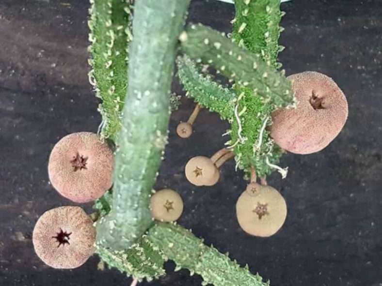 Echidnopsis malum, también conocida como Pseudopectinaria malum