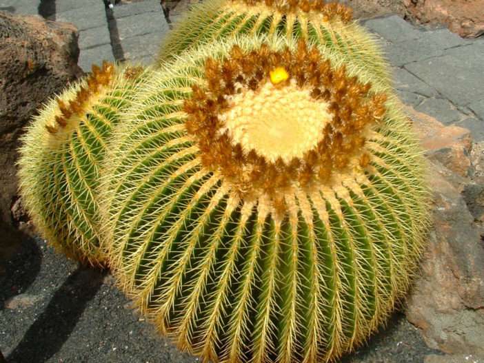 Echinocactus grusonii (cactus barril dorado)