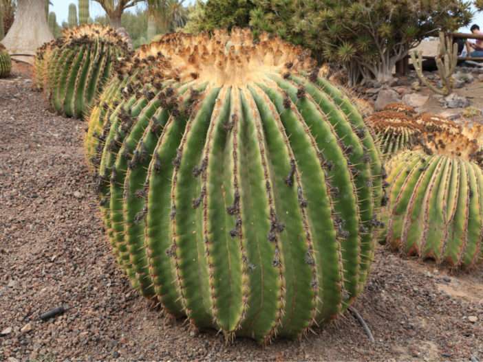 Echinocactus platyacanthus (cactus barril gigante)
