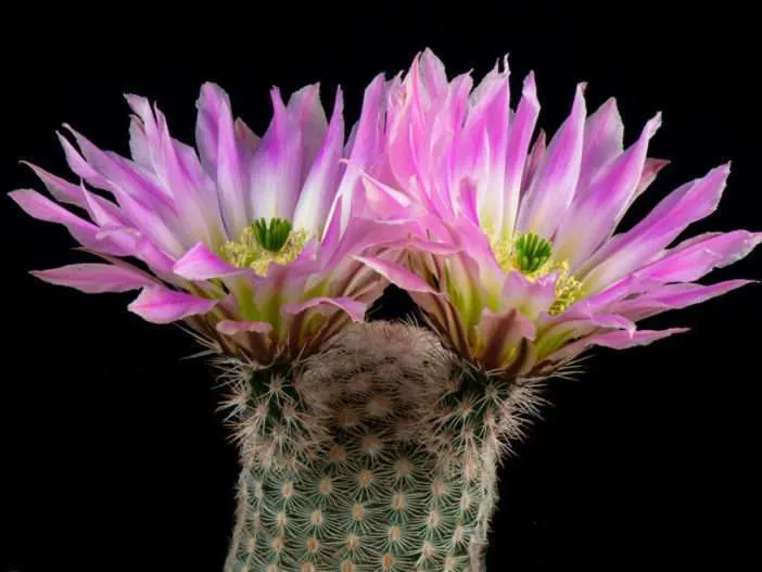 Echinocereus pectinatus - Cactus arcoíris