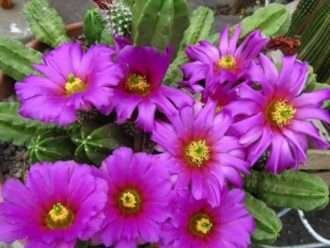 Echinocereus viereckii subsp. morricalii