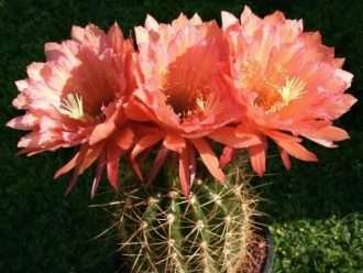Echinopsis 'Schonste de Graser'