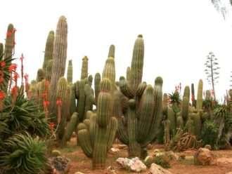 Echinopsis atacamensis (Cardón Grande)