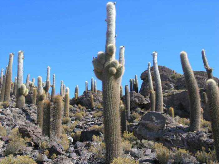 Echinopsis atacamensis subesp.  pasacana (cactus del árbol de Pasacana)