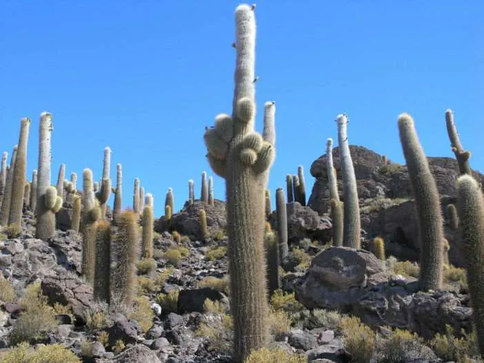 Echinopsis atacamensis subesp.  pasacana (cactus del árbol de Pasacana)