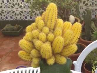 Echinopsis chamaecereus 'Lutea' (cactus maní amarillo)