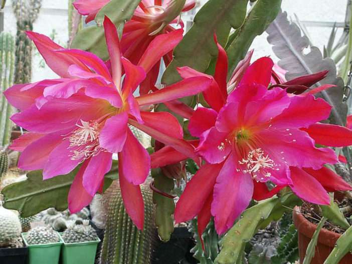 Epiphyllum 'Pegasus' (Cactus Orquídea Pegaso)