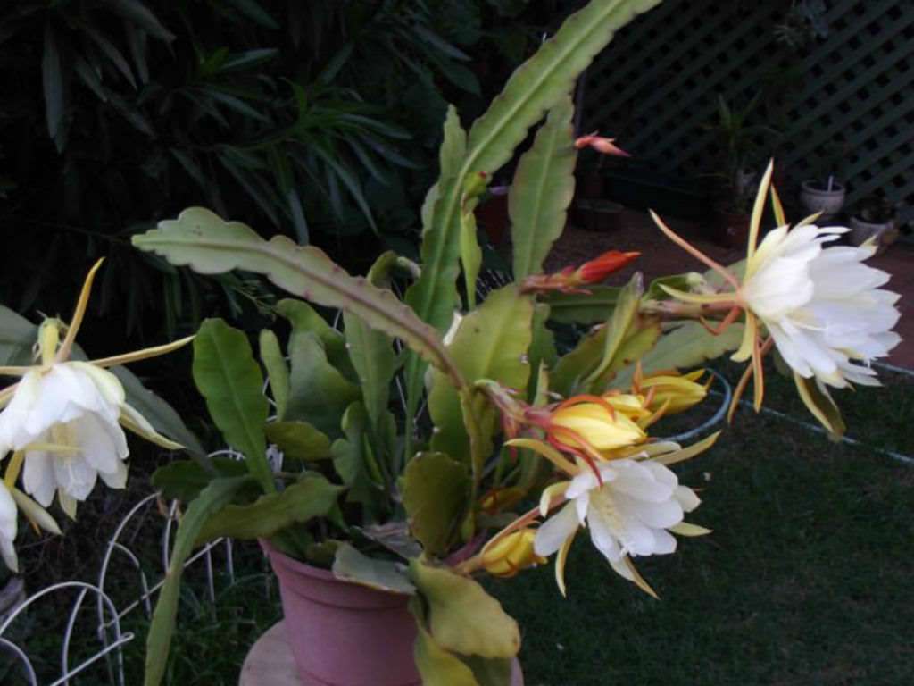 Epiphyllum laui (cactus orquídea)
