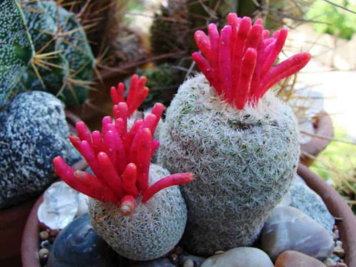 Epithelantha micromeris (cactus botón)