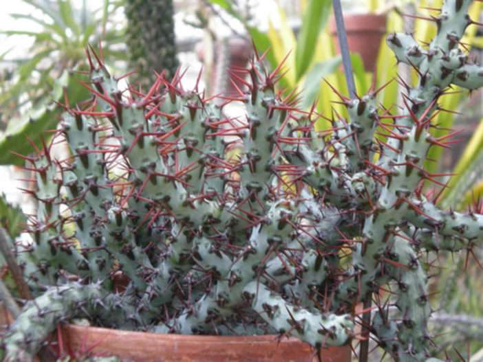 Euphorbia aeruginosa - Saguaro miniatura