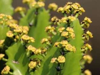 Euphorbia antiquorum (antiguo expurgo)