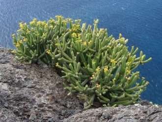 Euphorbia aphylla (euphorbia sin hojas)