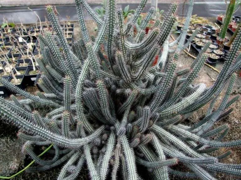 Euphorbia baioensis