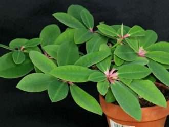 Euphorbia bongolavensis