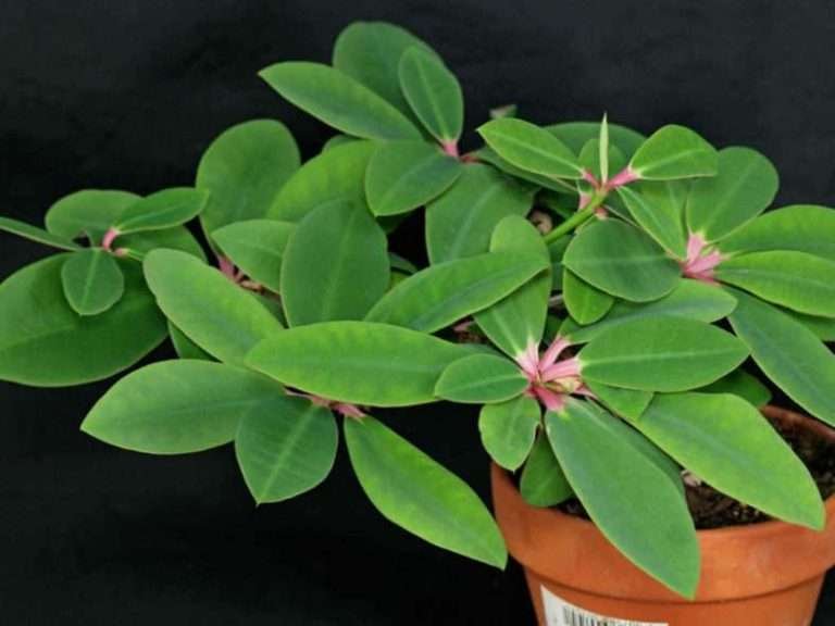 Euphorbia bongolavensis