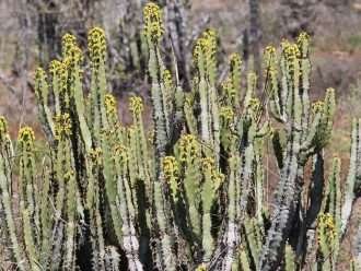 Euphorbia caerulescens (Euphorbia azul)