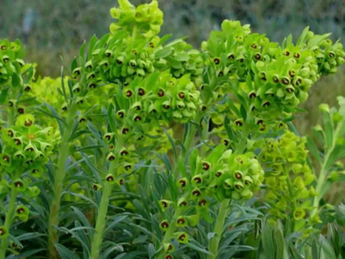 Euphorbia characias - Lepurina mediterránea