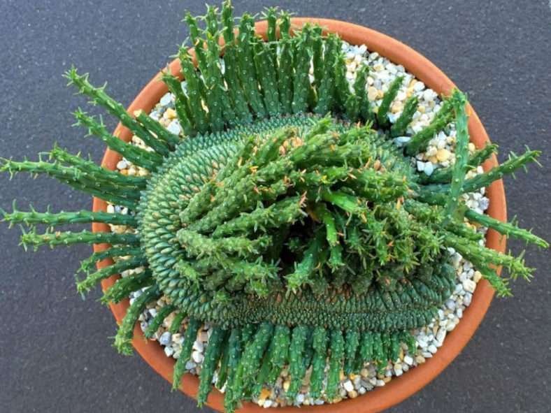 Euphorbia flanaganii 'Cristata' (Coral Verde)