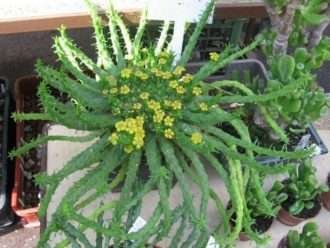 Euphorbia flanaganii (Cabeza de Medusa)