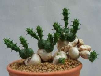 Euphorbia globosa (euphorbia globosa)